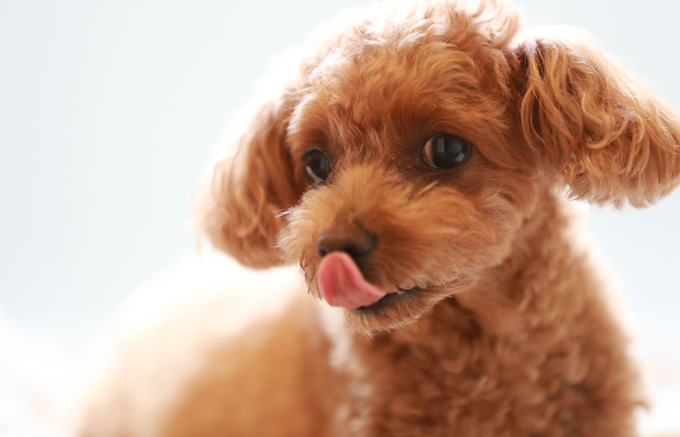 Toy Poodle Dog