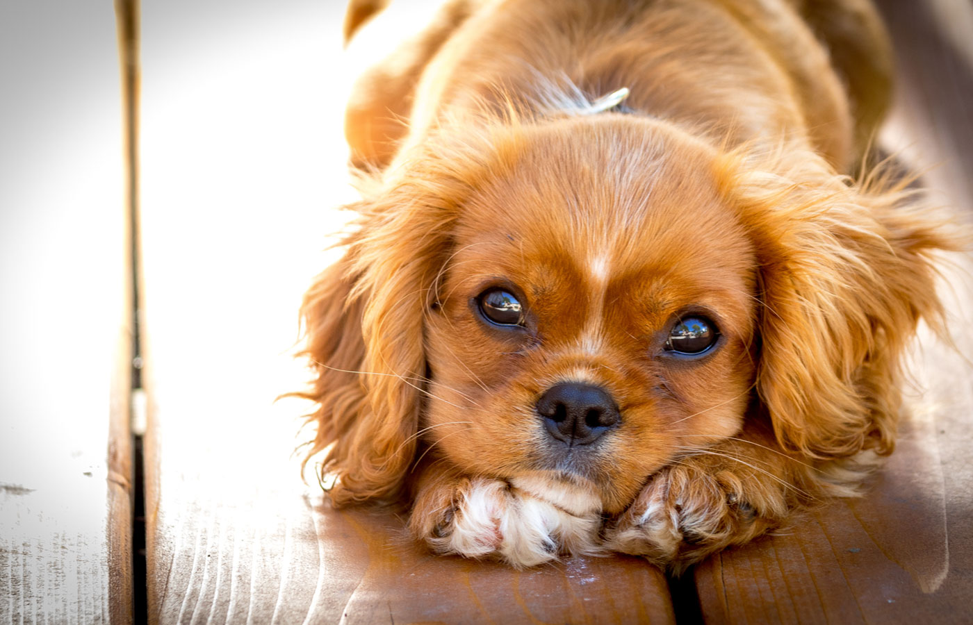 Sunset portrait of a King Charles Cavalier puppy.