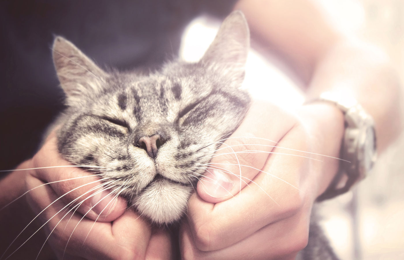 lovely cat in human hands, vintage effect love for the animals