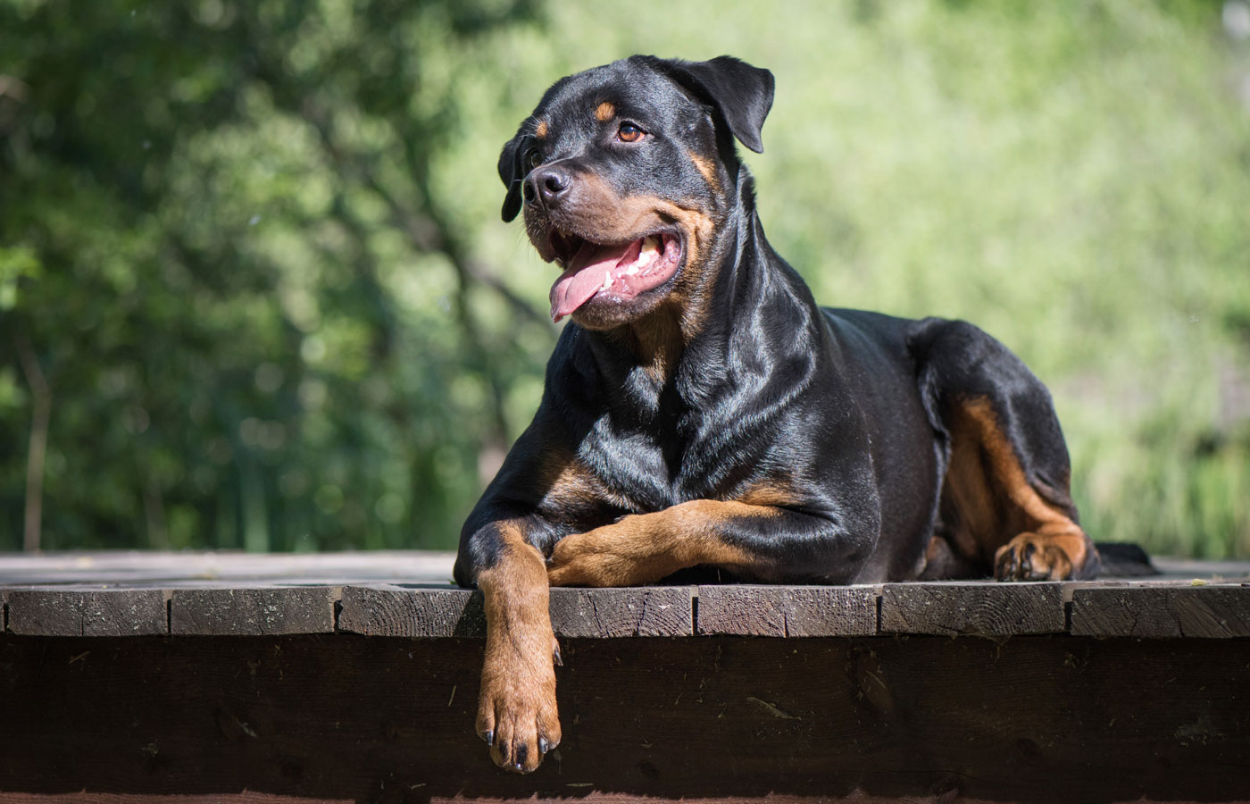 Adult Rottweiler lie on the wooden bridge , natural summer forest background