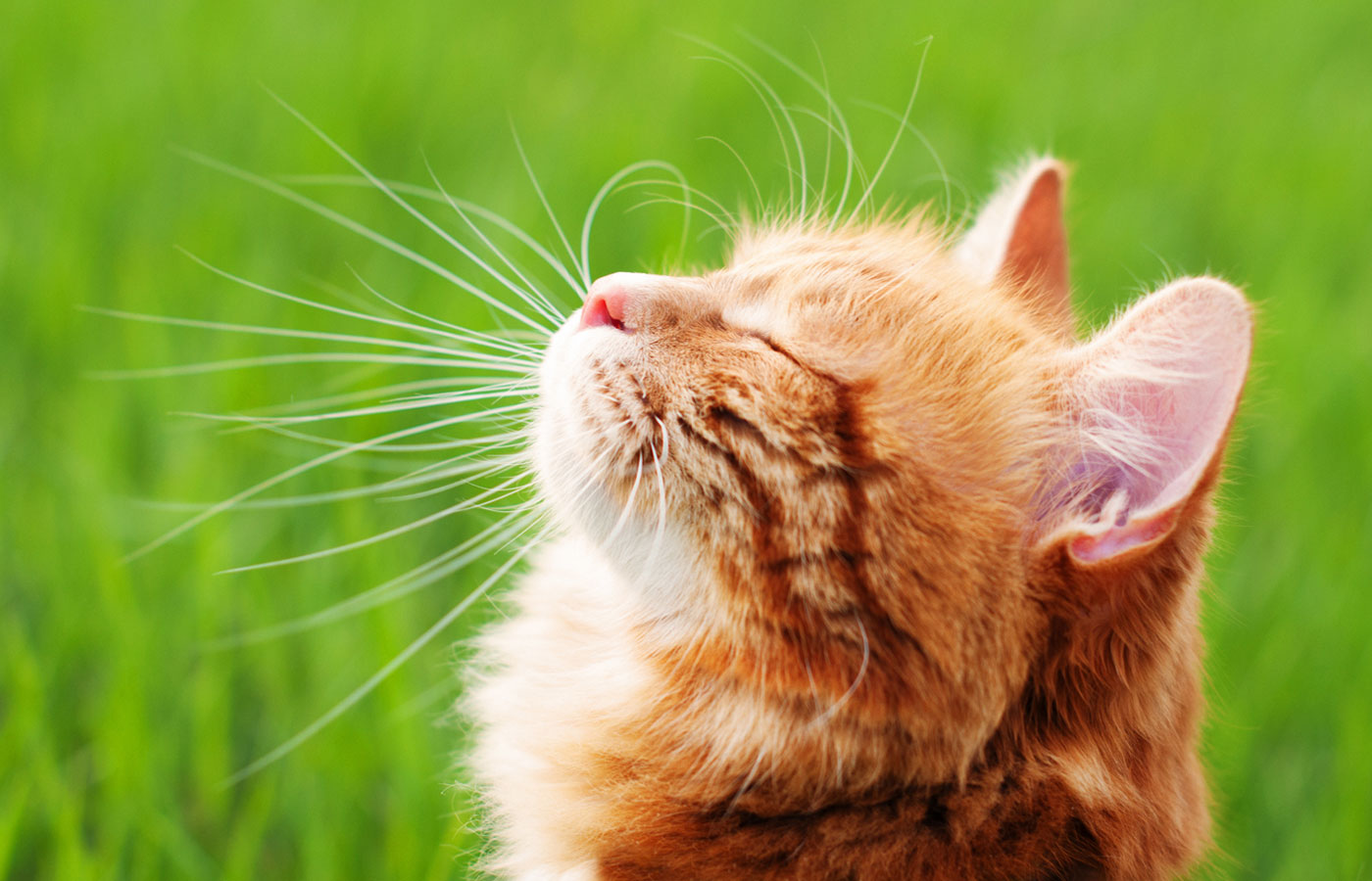 Cat in the Green Grass in Summer. Beautiful Red Cat with Yellow Eyes