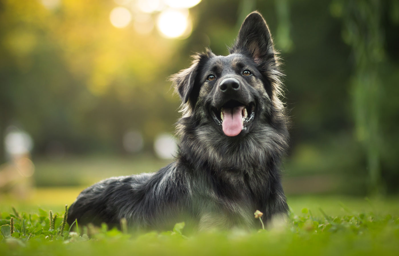 amazing portrait of young crossbreed dog (german shepherd) during sunset in grass