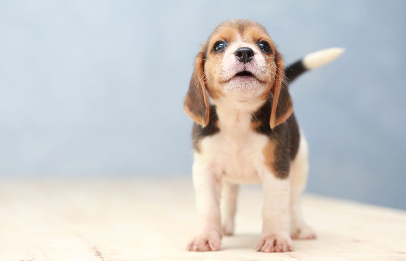 small cute beagle puppy dog looking up