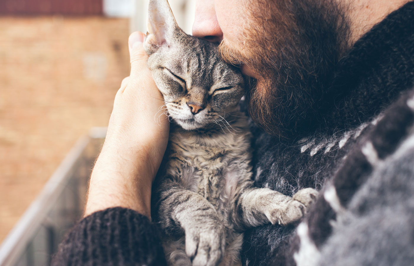 Close-up of beard man in icelandic sweater who is holding and kissing his cute purring Devon Rex cat