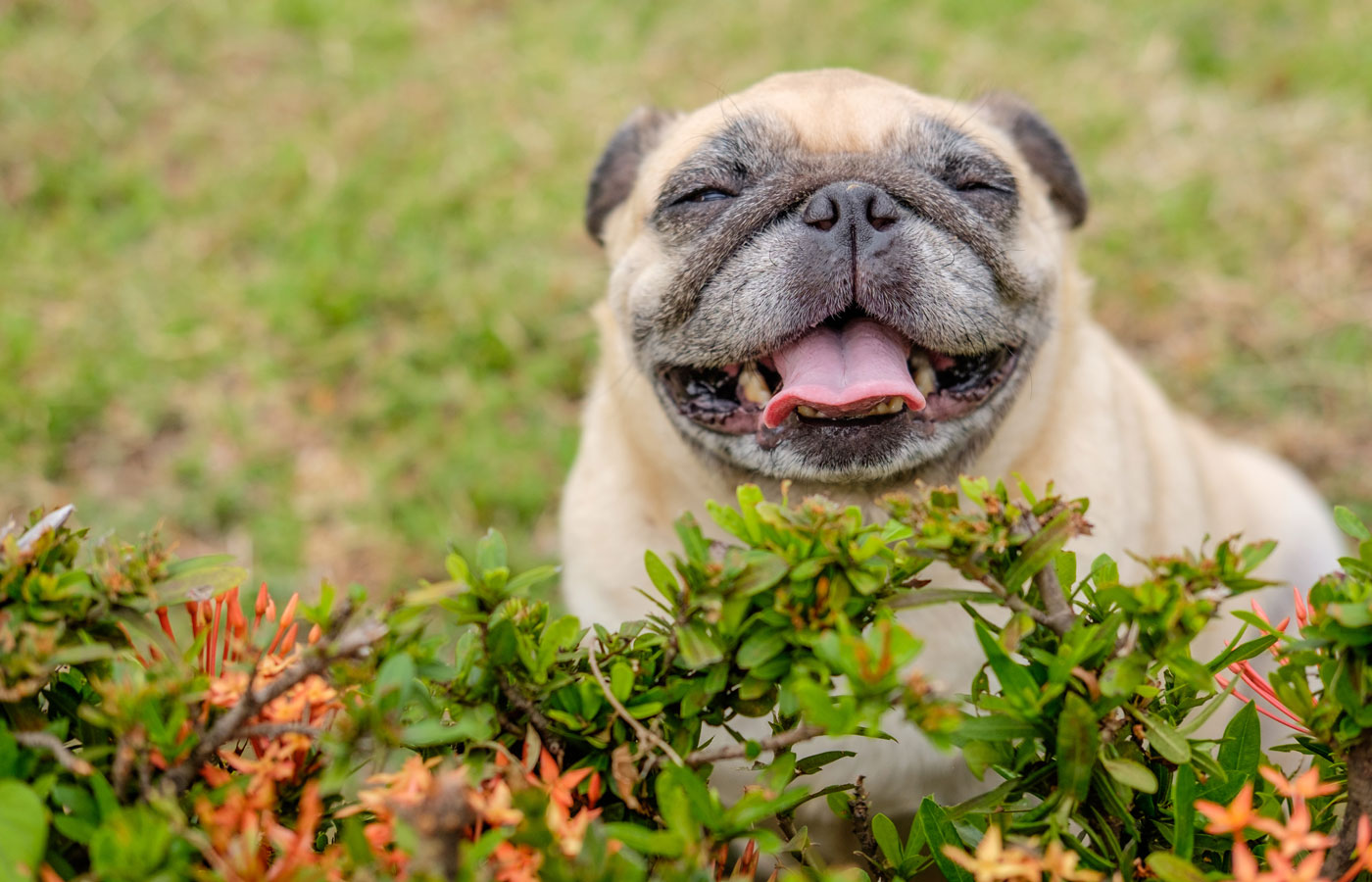 happy pug dog sitting behind shrub