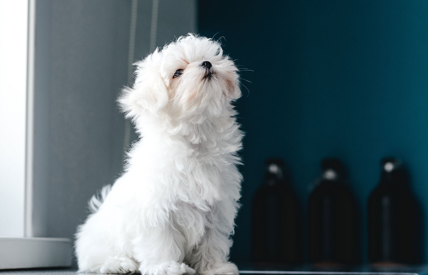 Portrait of a cute white long-haired Maltese. The puppy is 4 month old on the picture