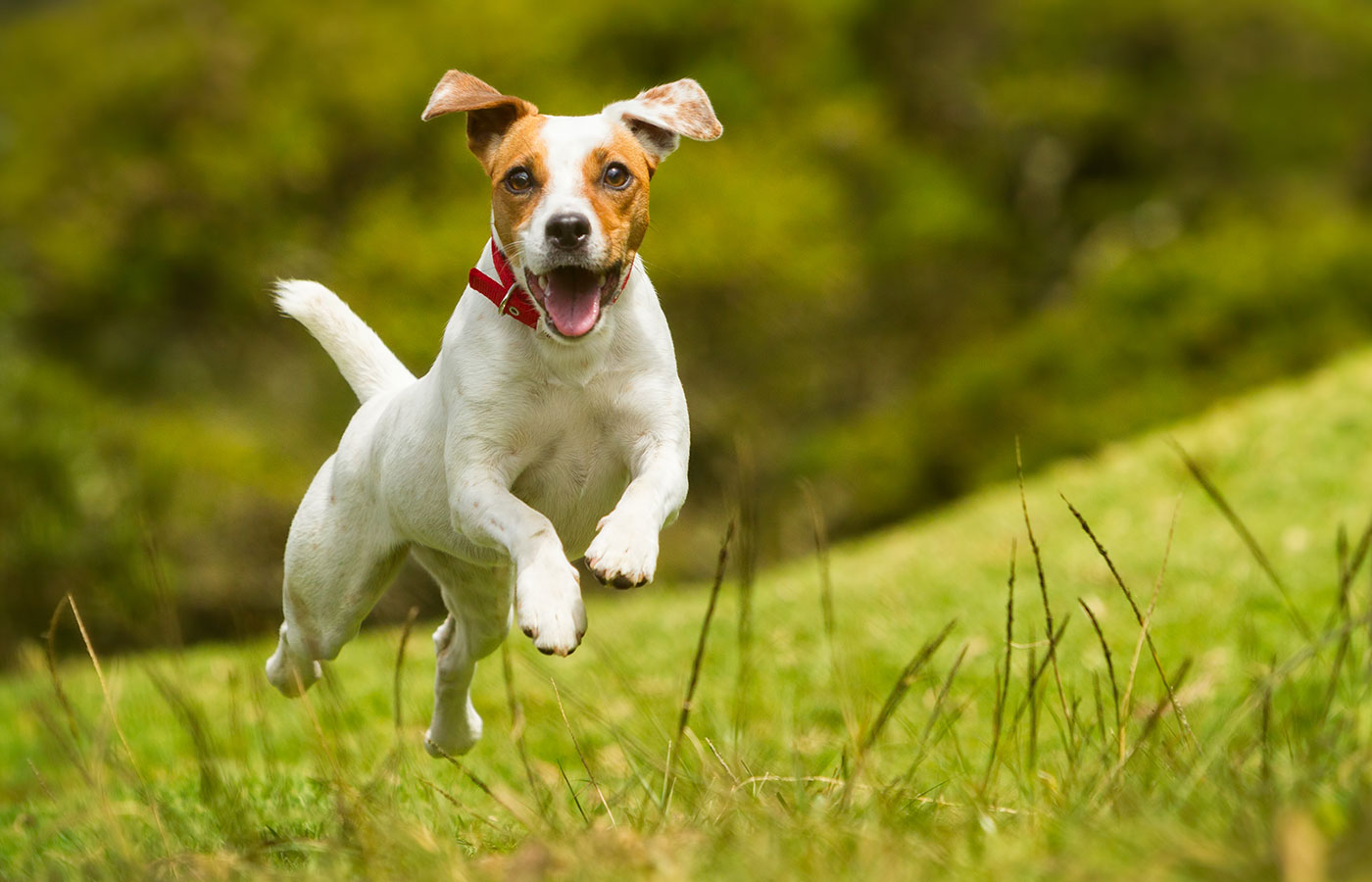 Jack Russel Parson Dog Run Toward The Camera Low Angle High Speed Shot - Image