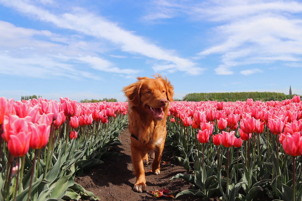can you outgrow dog allergies