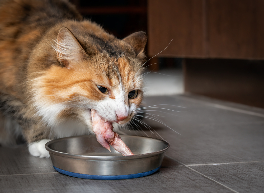 Top 5 Thanksgiving Pet Emergencies - Vet in Fairfax California | Fairfax  Veterinary Clinic