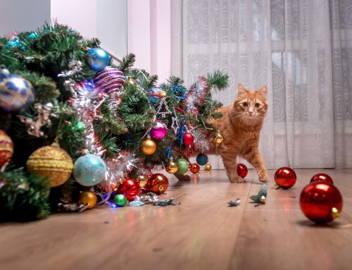 Top 3 Pet Holiday Hazards