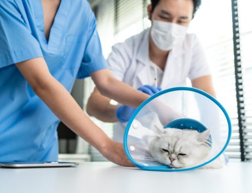 Veterinary Overload—Why Getting an Appointment for Your Pet is Difficult