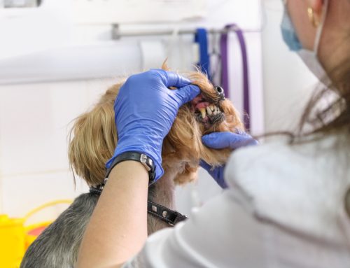 Defining the Dental—What Happens When My Pet’s Teeth are Cleaned?