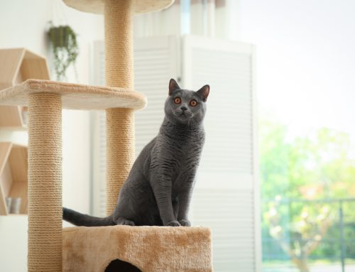 5 Purr-fect Strategies to Ensure Your Indoor Cat’s Happiness