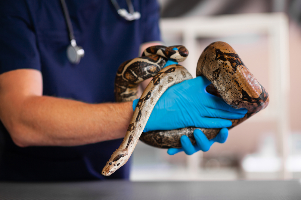 All Creatures Great and Small—Exotic Pet Care and Reptile Husbandry - Vet  in Fairfax California | Fairfax Veterinary Clinic