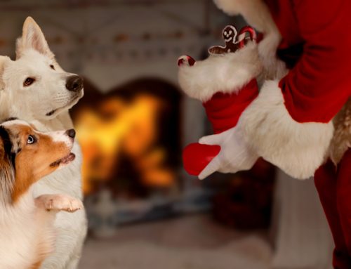10 Ideas for Celebrating the Holidays With Your Pet