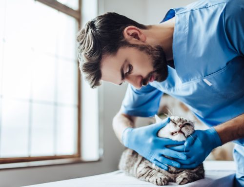 How Often Does My Pet Need a Dental Cleaning?