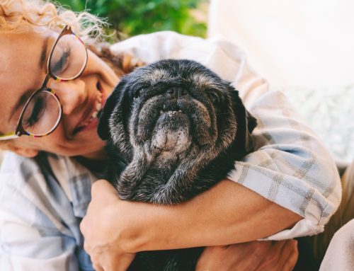 Senior Support: 5 Ways to Help Your Senior Pet