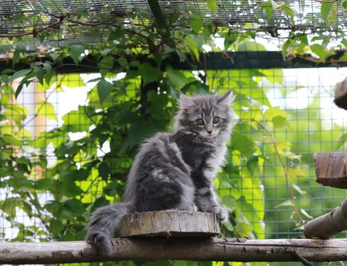 Purr-fectly Natural: Ways to Promote Instinctual Behaviors in Your Cat