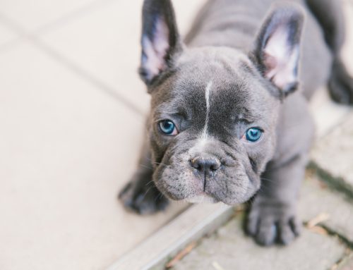 French Bulldog Health and Care