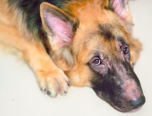 Common Skin Conditions in Pets