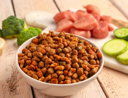 Clarifying Nutritional Myths for Optimal Pet Health