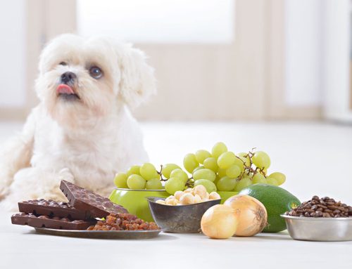 Pet Poison Control: Foods and Substances to Keep Away from Your Dog or Cat