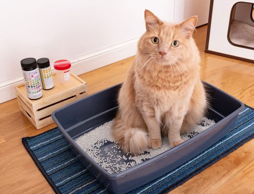 Urinary Blockages in Cats: Symptoms, Causes, and Urgent Care