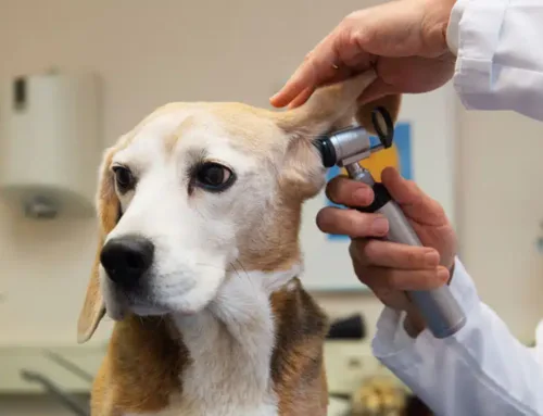Ear Infections in Dogs: How to Prevent and Treat Recurring Issues