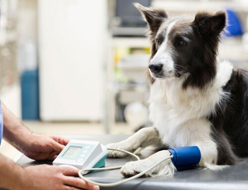 Senior Screening: Blood Pressure, Thyroid, and X-Rays	should include mention of CBC, Chem, UA, thyroid testing, 4dx/flex4 testing