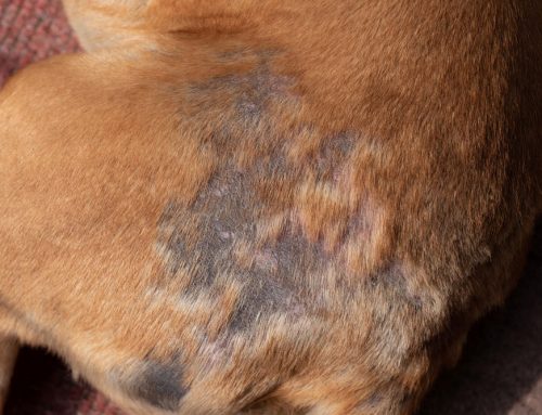 Alopecia in Dogs & Cats: Endocrine vs. Dermatologic Causes