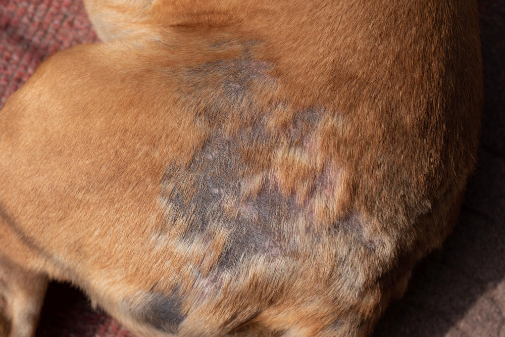 Dog with hair loss (alopecia) showing bald patches on skin due to possible allergies or infection.
