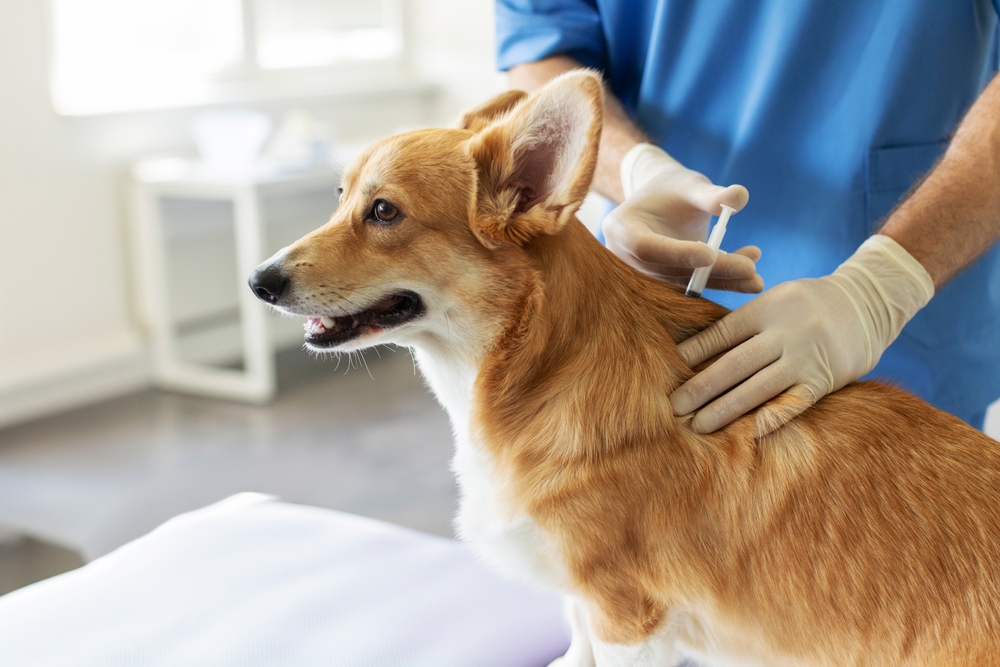 Veterinary professional vaccinating a Corgi dog in clinic