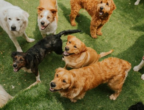 Dog Daycare: What to Ask, Vaccine Requirements, and Safety opportunity to also mention core vs non-core vaccines, DAP, Rabies, Bord, and influenza needed for doggy day care