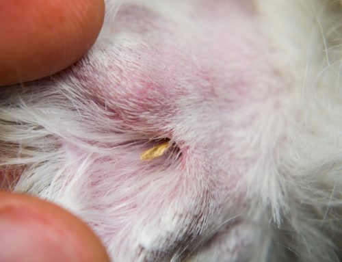 Why Are Foxtails So Dangerous for Dogs in Marin County?