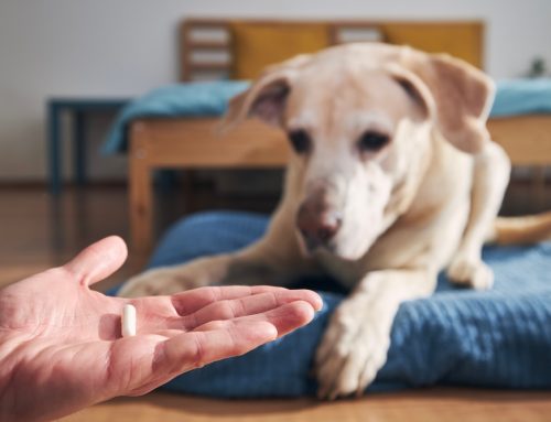Which Pet Supplements Actually Work and Which Are Just Marketing?
