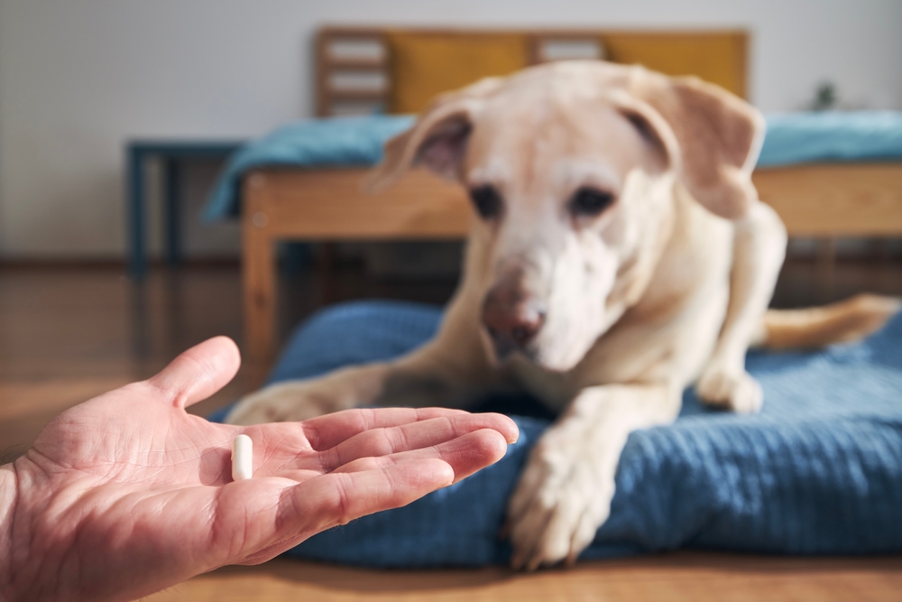 Man administering an oral pill to a sick dog during at-home medication treatment.